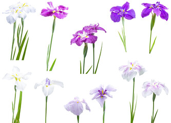 切り抜き透過素材セットー初夏の花6（菖蒲）
