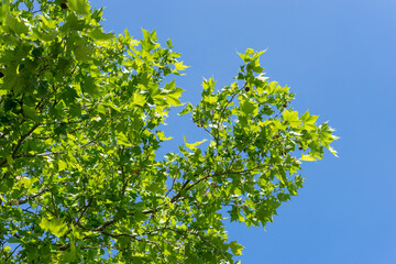 Detailed shot of a maple-leaved plane tree, Planane hispanica, against a blue sky