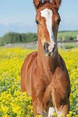 portrait of   beautiful  chestnut colt  posing in meadow around yellow flowers at freedom. sunny day. close up