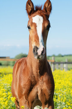 portrait of   beautiful  chestnut colt  posing in meadow around yellow flowers at freedom. sunny day. close up