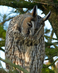 Long-eared owl (Asio otus)