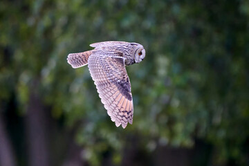 Long-eared owl (Asio otus)