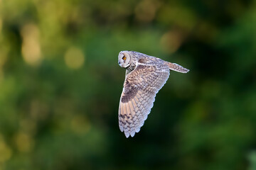 Long-eared owl (Asio otus)