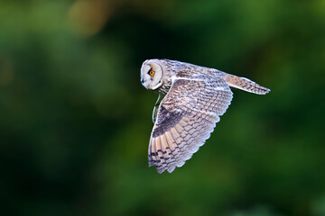 Long-eared owl (Asio otus)