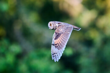 Long-eared owl (Asio otus)