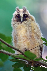Juvenile long-eared owl (Asio otus)