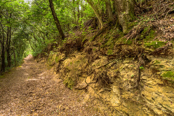 Enge weg in der Maccia di Magona in Bibona