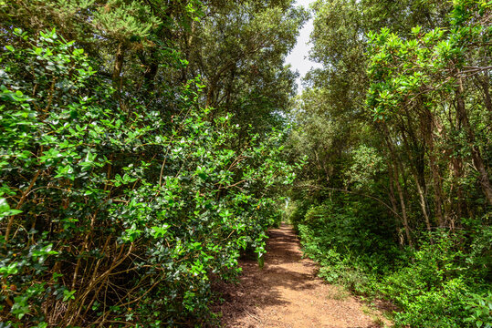 Enge weg in der Maccia di Magona in Bibona