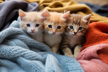 Many Adorable kittens sitting together under cosy blanket. Cute cats Crouching under warm blanket.