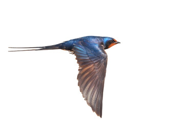 bird in flight, barn swallow isolated