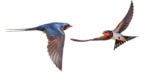 bird in flight, barn swallows isolated