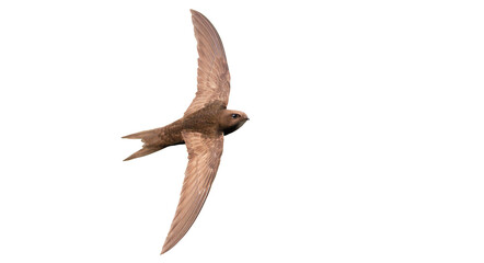 fast flight, bird in flight, swift, isolated