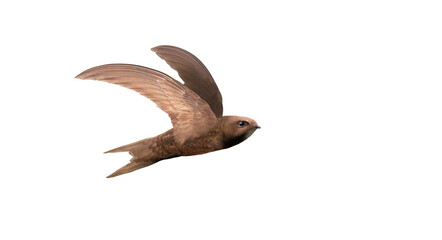 Fototapeta premium swift flies with its wings spread, isolated