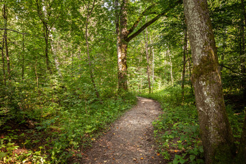 This image shows a scenic path in a Latvian forest located in the Vidzeme region. The trail is surrounded by lush greenery, tall trees, and dense foliage, creating a tranquil and serene atmosphere. Th