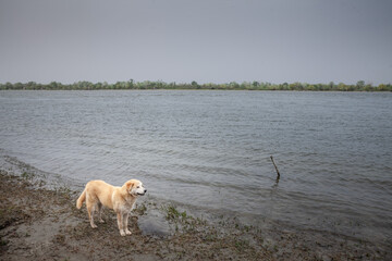 A stray dog, known locally as Lutalica, poses by the Danube River in Surduk, Serbia. This peaceful scene captures the dog's calm demeanor and the scenic riverside backdrop. The photo highlights the na