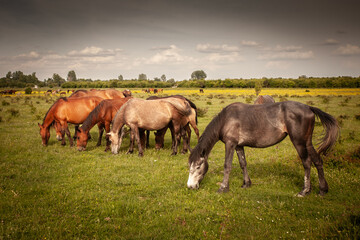 Obraz premium Picture of horses grazing and eating grass in Zasavica, Serbia. The horse is a domesticated, one-toed, hoofed mammal. It belongs to the taxonomic family Equidae and is one of two extant subspecies of 