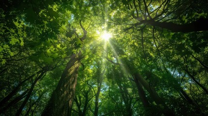 Obraz premium sunbeams filtering through lush green treetops nature photograph