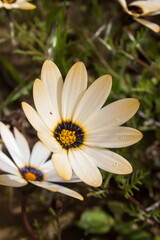 Close-up of a light orange colored Rain Daisy Dimorphotheca Pluvialis, also known as an ox-eye or white Namaqualand daisy, in the Hantam mountains, in the Karoo,  South Africa.