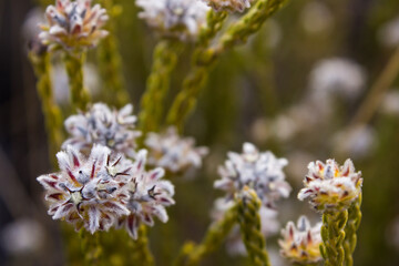 Close-up of the strange hairy flowers of the Trichocephalus stipularis, commonly known as a Dogface, growing wild in the Cederberg Mountains, South Africa.