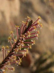 The small delicate pink and yellow flowers on a string of flowers of the Evening gonna, Struthiola Ciliata, in the Cederberg Mountains, South Africa.