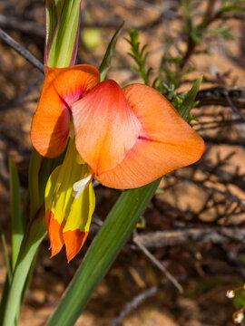 The orange flower of a Gladiolus Alatus, a type of Iris growing wild in the Namaqualand region of South Africa, also known as a Turkey-chick since it resembles the throat wattle of a turkey.