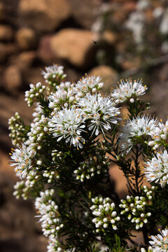 The delicate white clusters of the flowers of Cape Buchu, Agathosma Capensis, photographed on the slopes of the Cederberg Mountains of South Africa.