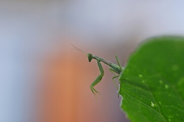grasshopper on a leaf