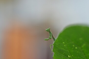 spider on a leaf