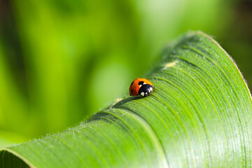 The red seven-spotted ladybird (Coccinella septempunctata) descends on a green leaf of corn in the...