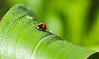 The red seven-spotted ladybird (Coccinella septempunctata) descends on a green leaf of corn in the sun. Flora and fauna