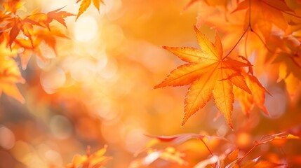Autumn Leaves Blurred Background