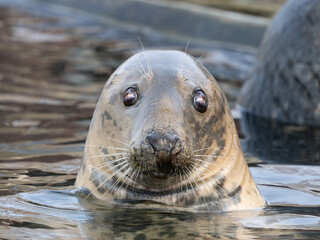 portrait of a gray seal on a blurred background