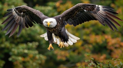 Obraz premium A bald eagle soars through the vibrant autumn forest where the foliage transforms into shades of yellow, orange, and red, symbolizing the beauty and transition of seasons.
