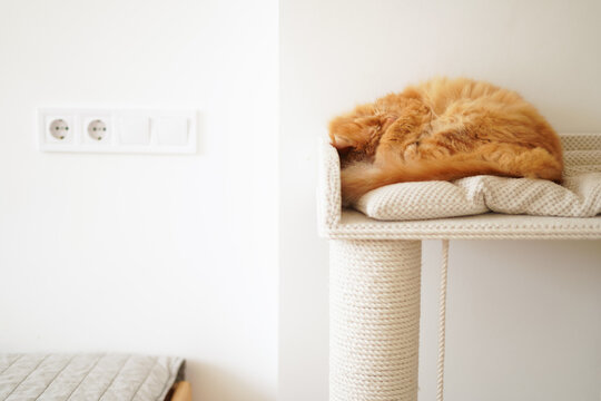 Red cat slip in light interior 