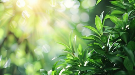 Green foliage on blurred background with sunlight and room for text product presentation mock up highlighting the environment and eco friendly idea