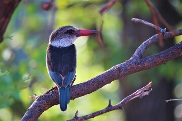 a colorful kingfisher sitting on  a branch