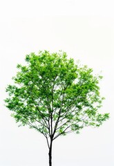 Obraz premium Vibrant Green Tree against White Background