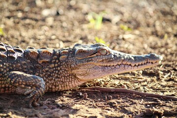 Obraz premium a small crocodile in profile