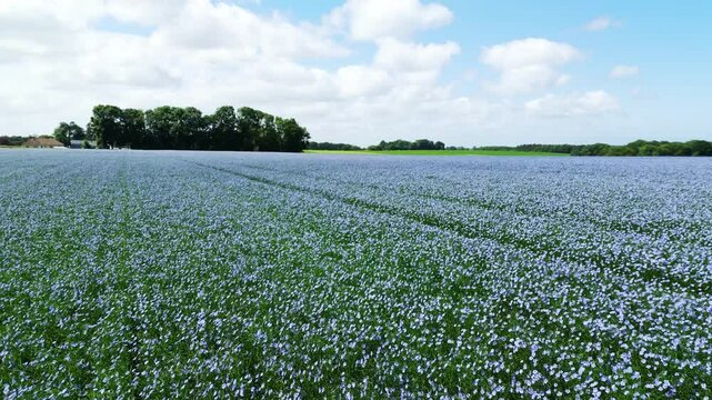 Flax field in Normandy. Blue fields agriculture harvest for linen. Summer in France countryside. Aerial drone view