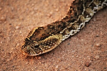a stunning luff adder snake in the sand