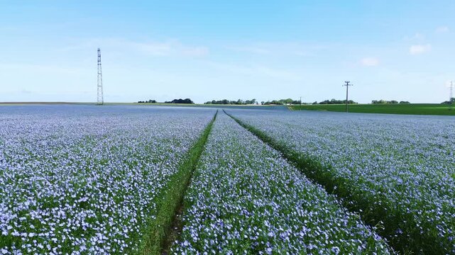 Flax field in Normandy. Blue fields agriculture harvest for linen. Summer in France countryside. Aerial drone view