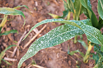 Treated corn leaves from pests, close-up. Protection of crops from pests and diseases.