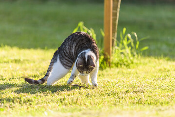 Hauskatze bei der Mäusejagd