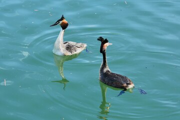 coppia di svasso maggiore