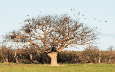 the calden and its birds of passage