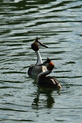 coppia di svasso maggiore