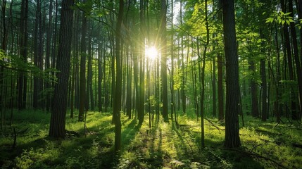 The resilience of forests, capable of recovering from fires and other disturbances, demonstrates the power of natural regeneration and adaptation.