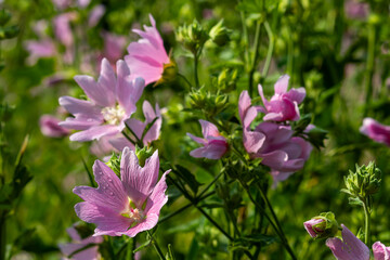Pink wildflowers on a blurry background on a sunny June day in the countryside.