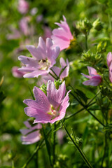 Fototapeta premium Pink wildflowers on a blurry background on a sunny June day in the countryside.