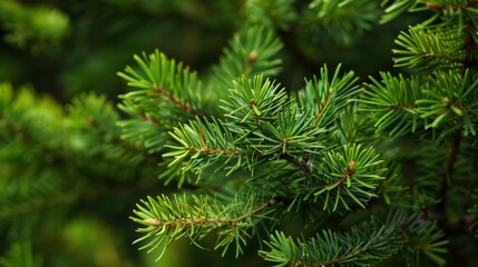 The scent of pine needles and fresh earth in a coniferous forest invigorates the senses, promoting a feeling of rejuvenation and well-being.